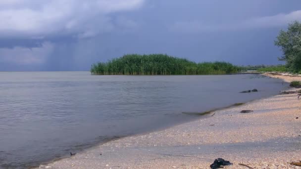 Danube Delta Islet Common Reed Phragmites Australis Meeting Point River — Stock Video