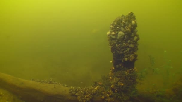 Underwater archaeological research in the Dnieper river. — Stok video