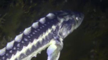 Azov-Karadeniz mersin balığı veya Rus mersin balığının (Acipenser gueldenstaedtii) başını kahverengi alg, portre, detay arka planına yakın tut.