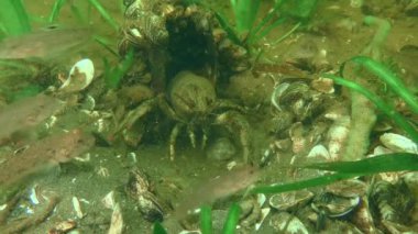 Avrupa kerevitleri (Astacus astacus) plastik konserve evlerini meraklı balık Yuvarlak Goby 'den (Neogobius melanostomus).