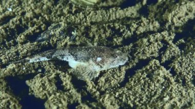 Yakınlarda yüzen bir balıktan korkan genç bir Stellate kurbağa yavrusu olan Goby (Benthophilus stellatus) kendini toprağa gömer..