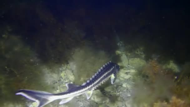 Danube Sturgeon Russian Sturgeon Acipenser Gueldenstaedtii Swims Algae Covered Seabed — Stock Video