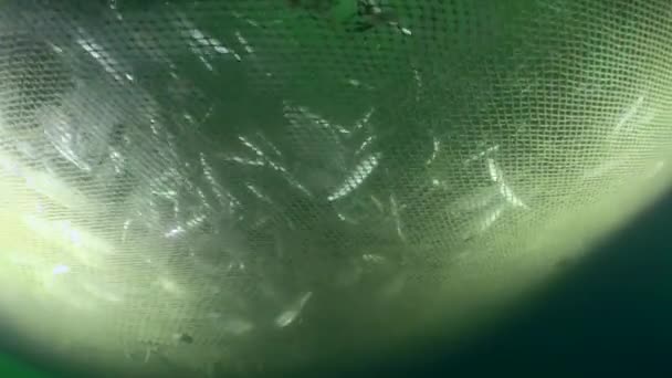 Рыба Внутри Рыболовной Сети Мере Сеть Поднимается Объем Уменьшается Плотность — стоковое видео