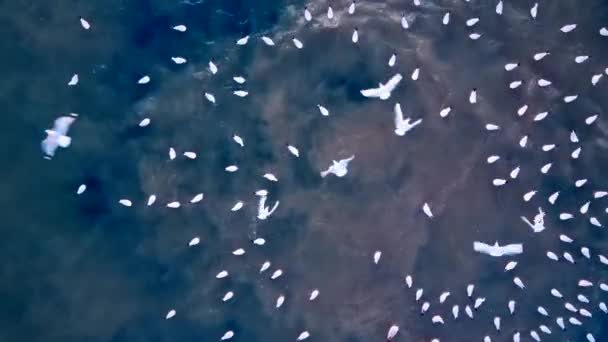 Şehir Kanalizasyonunun Denize Boşaltılması Derinlerden Yükselen Kahverengi Ampulleri Martıları Çeker — Stok video