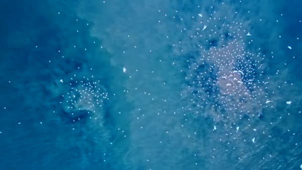 浅水污水排放的空中拍摄 照相机慢慢地从大海的眼睛上方掠过 两只褐色水泡的间歇泉从海洋深处升起 吸引着海鸥 — 图库视频影像