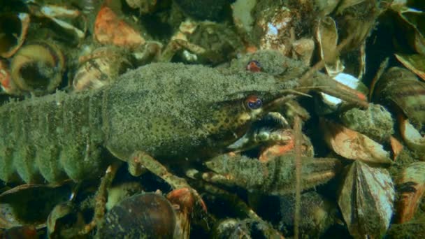宽被禁小龙虾 Astacus Astacus 坐在被贝壳覆盖的底部 然后慢慢地离开框架 — 图库视频影像