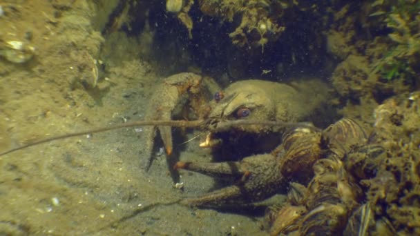 一只红色爪子的螃蟹 Astacus Astacus 守卫着它底部洞穴的入口 — 图库视频影像