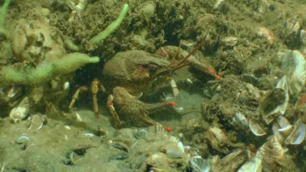 Broad Clawed Crayfish Astacus Astacus Está Meio Caminho Seu Buraco — Vídeo de Stock