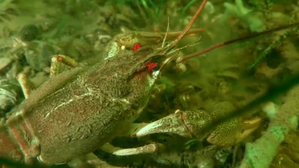 宽被禁小龙虾 Astacus Astacus 在镜头前慢慢转弯 — 图库视频影像