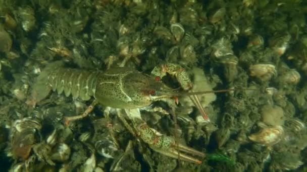 Broad Clawed Crayfish Astacus Astacus Slowly Crawling River Bed Covered — Stock Video