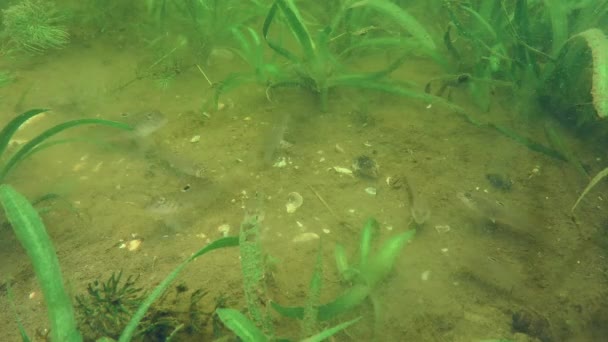 川の底にある若いラウンドゴビ ネオゴビウスメラノストスモス のグループは 緑の水生植物の間で食べ物を探しています — ストック動画