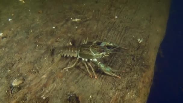 Широкий Кіготь Crayfish Astacus Astacus Ховається Між Дошками Підводній Археологічній — стокове відео