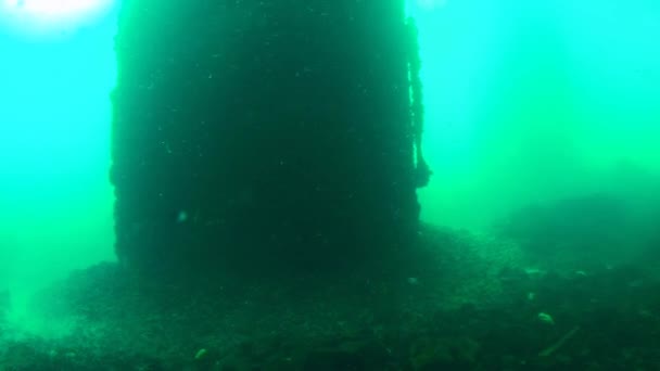 シーピア 下からの眺め 緑豊かな水の中では スネークアイランド桟橋の柱が暗く見えます ウクライナ — ストック動画
