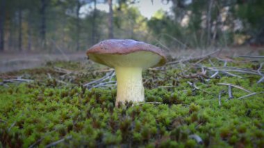 Genç Kaygan Jack Mantarı ya da Yapışkan Çörek (Suillus luteus) yeşil yosun ve çam ormanlarının arka planına karşı.