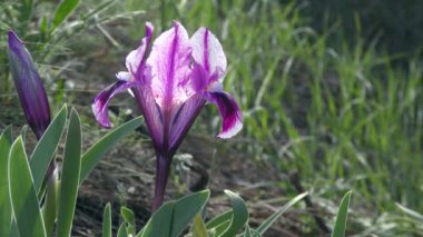 Güzel bir açık mor pigme iris ya da Cüce iris (Iris pumila) çimenli bir yamaçta, arka planda.