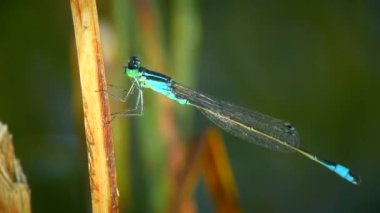 Batan güneşin ışınlarında Kuzey Bluet yusufçuğu (Enallagma cyathigerum), yakın çekim.