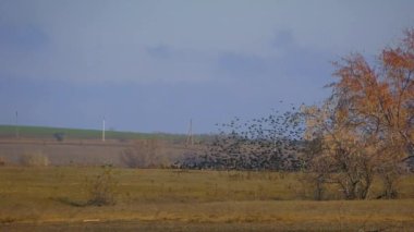 Büyük bir sığırcık sürüsü (Sturnus vulgaris) havalanıyor ve duyulmayan bir emre itaat eder gibi iniyor..