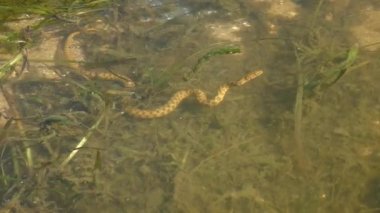 Dice Snake (Natrix tessellata) balık avlamaya çalışır: bedeni bir yay gibi keskin bir şekilde bükülür, berrak suyun içinden görür.