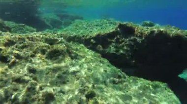 Şnorkelleme: kamera çok sayıda balık ve yosunla kayalık bir sualtı manzarasının üzerinde hareket eder.