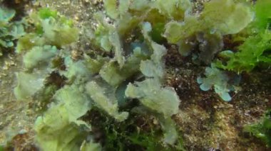 Dalgalar halinde sallanan kahverengi alg çalıları: Yapraksı Düz Bıçak Algası (Stypopodium schimperi), yakın plan.