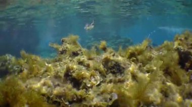 Beautiful underwater landscape: stones, vibrating algae, slanting rays of the sun, a freediver swims in the background.