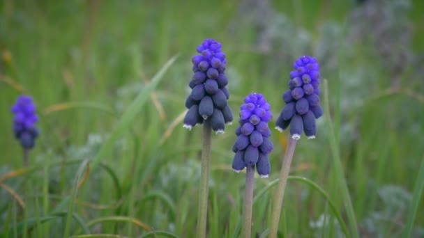 Τρεις Μπλε Σταρίσιο Σταφύλι Υάκινθος Muscri Λουλούδια Κατά Του Χόρτου — Αρχείο Βίντεο