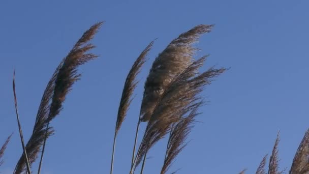 Расемы Зрелыми Семенами Камыша Phragmites Australis Раскачиваются Ветру Против Голубого Лицензионные Стоковые Видео