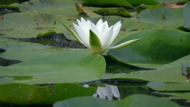 淡水湖水面上的一朵略为张开的令人惊奇的白水莲或欧洲白水莲 — 图库视频影像