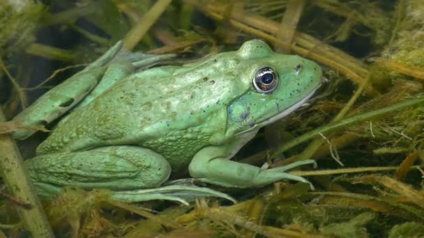 食用鱼蛙 Pelophylax Esculentus 在漂浮的水生植物上有罕见的颜色 绿色金属 它眨眼 — 图库视频影像