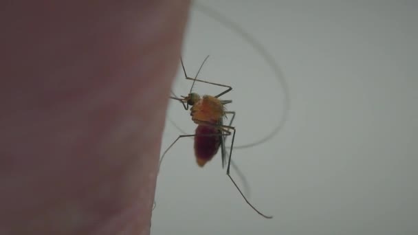 Eine Mücke Auf Der Menschlichen Haut Saugt Blut Nahaufnahme — Stockvideo