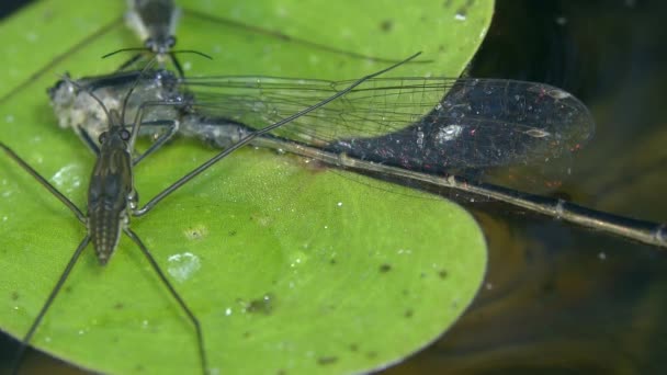 Dwa Wspólne Łyżwiarz Stawowy Lub Wspólnego Strider Wody Gerris Lacustris — Wideo stockowe