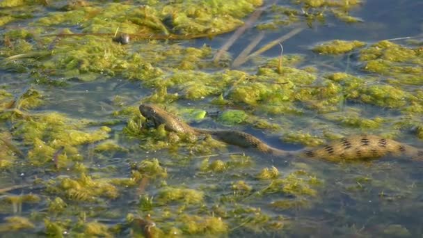 Dice Snake Natrix Tessellata Spoczywa Pływających Roślinach Wodnych Jego Ciało — Wideo stockowe