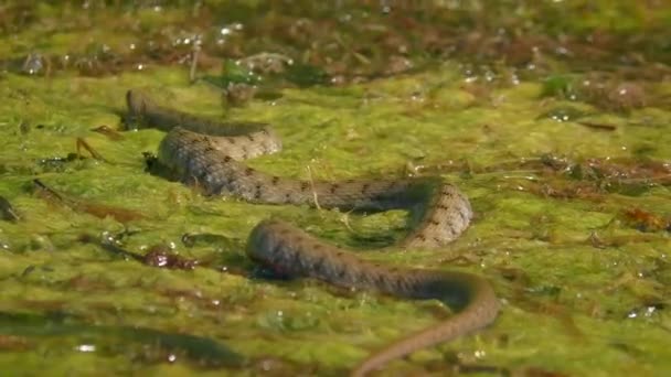 Dice Snake Natrix Tessellata Retorciéndose Lentamente Largo Del Islote Plantas — Vídeos de Stock