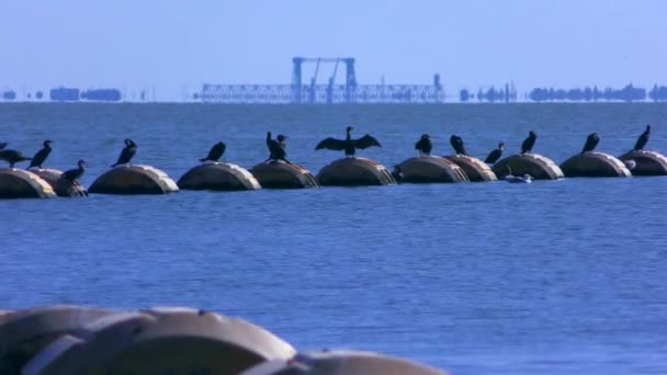 Dragado Caluroso Día Verano Las Aves Descansan Tubería Flotante Con — Vídeo de stock