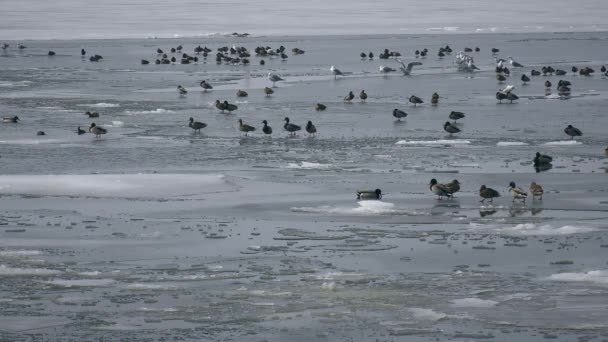 Grande Número Aves Aquáticas Gelo Nadar Polinia Descansar Gelo — Vídeo de Stock