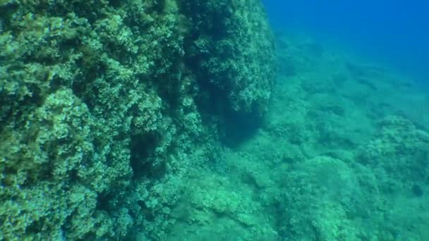 相机沿着布满海藻的悬崖移动 — 图库视频影像