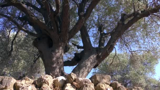 Kmen Starého Olivovníku Pomalé Přiblížení Evropa Řecko — Stock video