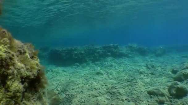 Šnorchlování Kamera Pohybuje Mělké Vodě Kterou Pronikají Sluneční Paprsky — Stock video