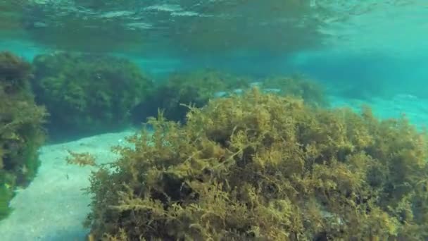 浅水岩石 上面覆盖着郁郁葱葱的褐色海藻 Cystoseira Barbata — 图库视频影像
