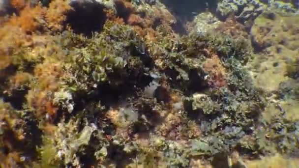 Brown Alga Bushes Swaying Waves Leafy Flat Blade Alga Stypopodium — Stock Video