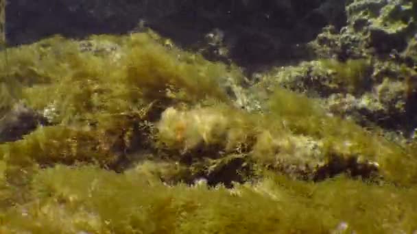 水中風景 茶色の藻類のブッシュは 太陽の光によって照らされた壊れた波のビートに揺れます — ストック動画
