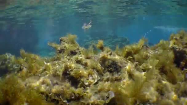 Beautiful Underwater Landscape Stones Vibrating Algae Slanting Rays Sun Freediver — ストック動画