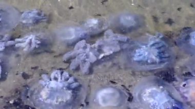 Fıçı denizanasının (Rhizostoma pulmo) sayısız gövdesi fırtınadan sonra birçok plajı kaplar..