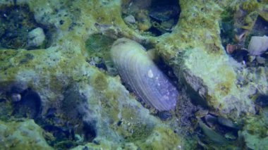 Kil kalınlığında tüneller açan bivalf yumuşakça Beyaz Piddock (Barnea candida) kabuğu, yakın plan.