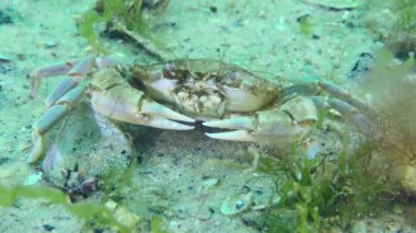Uçan yengeç (Liocarcinus holsatus) sallanan yosunların arasında kumlu bir zeminde.