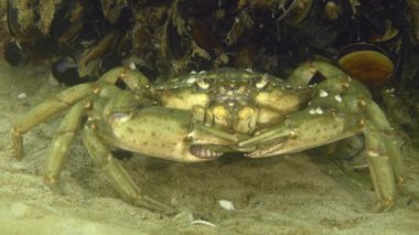 Yeşil yengeç ya da kıyı yengecinin (Carcinus maenas) kumlu bir zeminde, midyelerle kaplı bir taşın arka planına yakın plan, yakın plan.