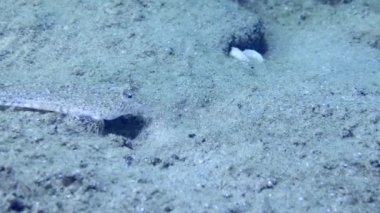 Risso 'nun yusufçuğu (Callionymus risso) kumlu bir deniz yatağında yüzer ve çerçevenin içinde yüzer..