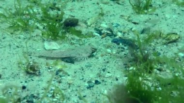 Risso 'nun yusufçuğu (Callionymus risso) yeşil yosunlarla kaplanmış kumlu bir deniz yatağında, farklı hareketler, yakın plan.