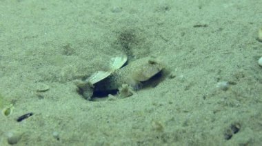 Üreme amaçlı Marble Goby (Pomatoschistus marmoratus): yuvayı koruyan ve yumurtlayan yumurtaları havalandıran erkek, yakın plan.