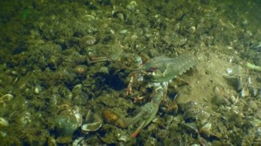 Geniş Kıskaçlı Kerevit (Astacus astacus), deniz kabuklarıyla kaplı bir nehrin dibinde yavaşça geriye doğru sürünür..